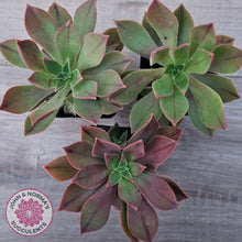 Load image into Gallery viewer, Aeonium Leucoblepharum (Yemen form)
