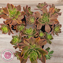 Load image into Gallery viewer, Aeonium Leucoblepharum (Yemen form)
