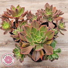 Load image into Gallery viewer, Aeonium Leucoblepharum (Yemen form)
