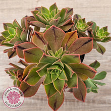 Load image into Gallery viewer, Aeonium Leucoblepharum (Yemen form)
