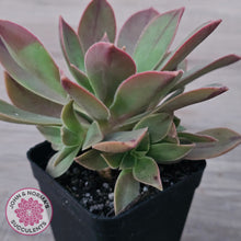 Load image into Gallery viewer, Aeonium Leucoblepharum (Yemen form)
