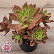 Load image into Gallery viewer, Aeonium Leucoblepharum (Yemen form)
