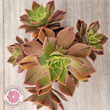 Load image into Gallery viewer, Aeonium Leucoblepharum (Yemen form)
