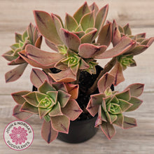 Load image into Gallery viewer, Aeonium Leucoblepharum (Yemen form)
