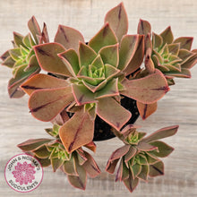 Load image into Gallery viewer, Aeonium Leucoblepharum (Yemen form)
