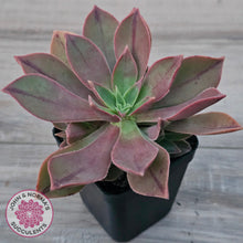 Load image into Gallery viewer, Aeonium Leucoblepharum (Yemen form)

