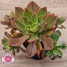 Load image into Gallery viewer, Aeonium Leucoblepharum (Yemen form)
