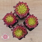 Aeonium Mardi Gras