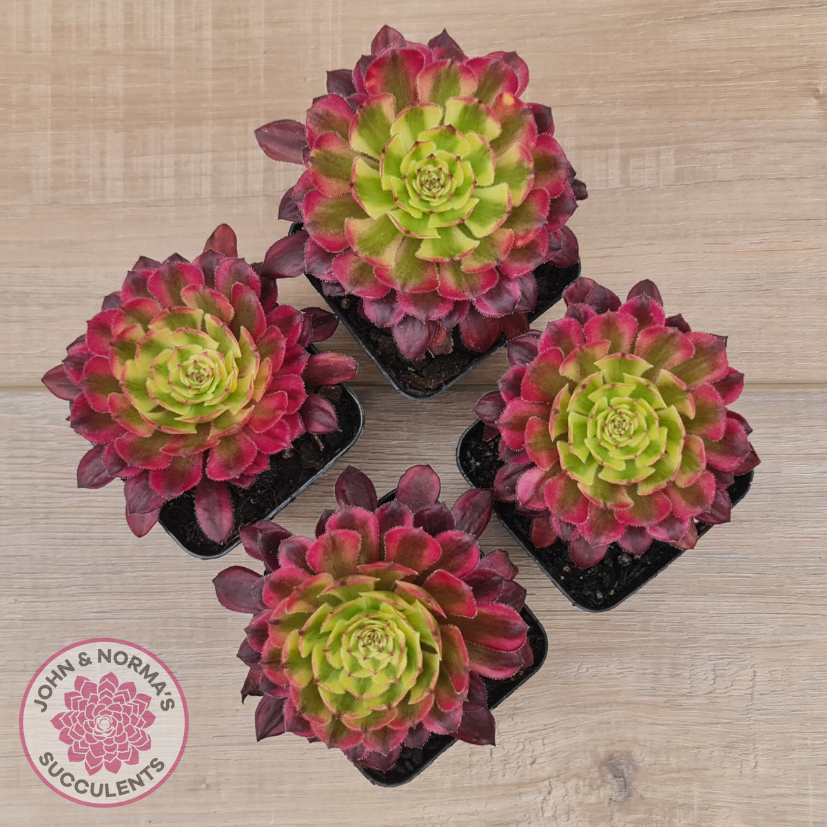 Aeonium Mardi Gras
