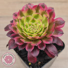Aeonium Mardi Gras