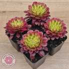 Aeonium Mardi Gras