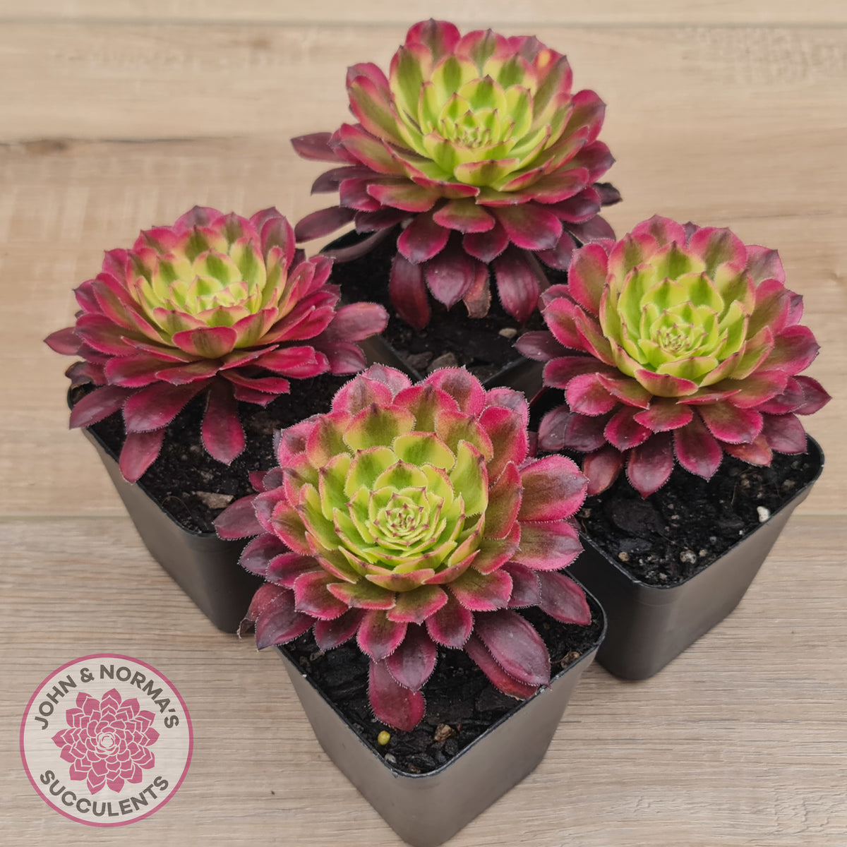 Aeonium Mardi Gras