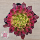 Aeonium Mardi Gras