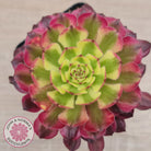 Aeonium Mardi Gras