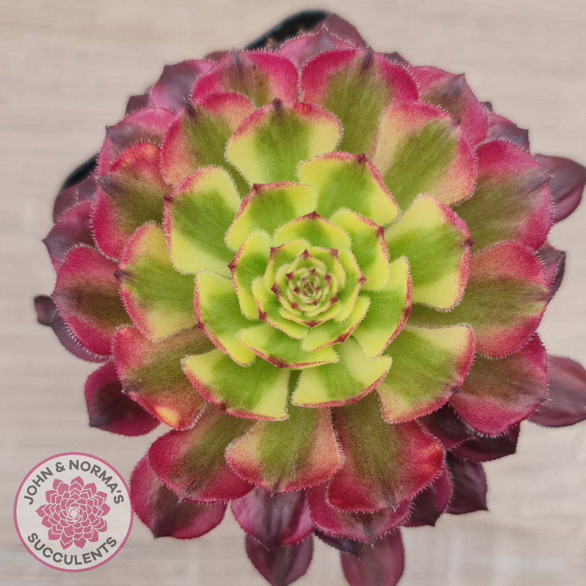 Aeonium Mardi Gras