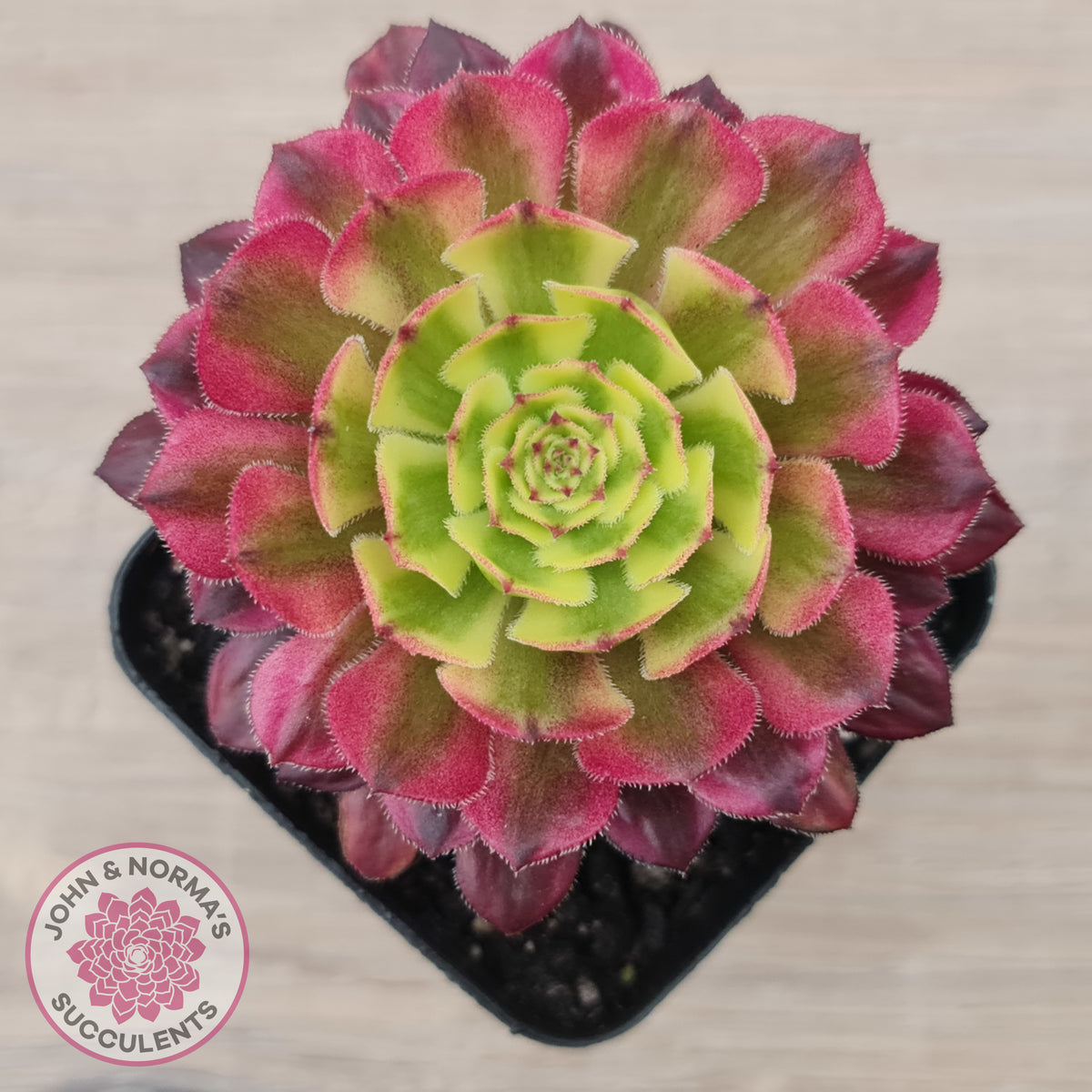 Aeonium Mardi Gras