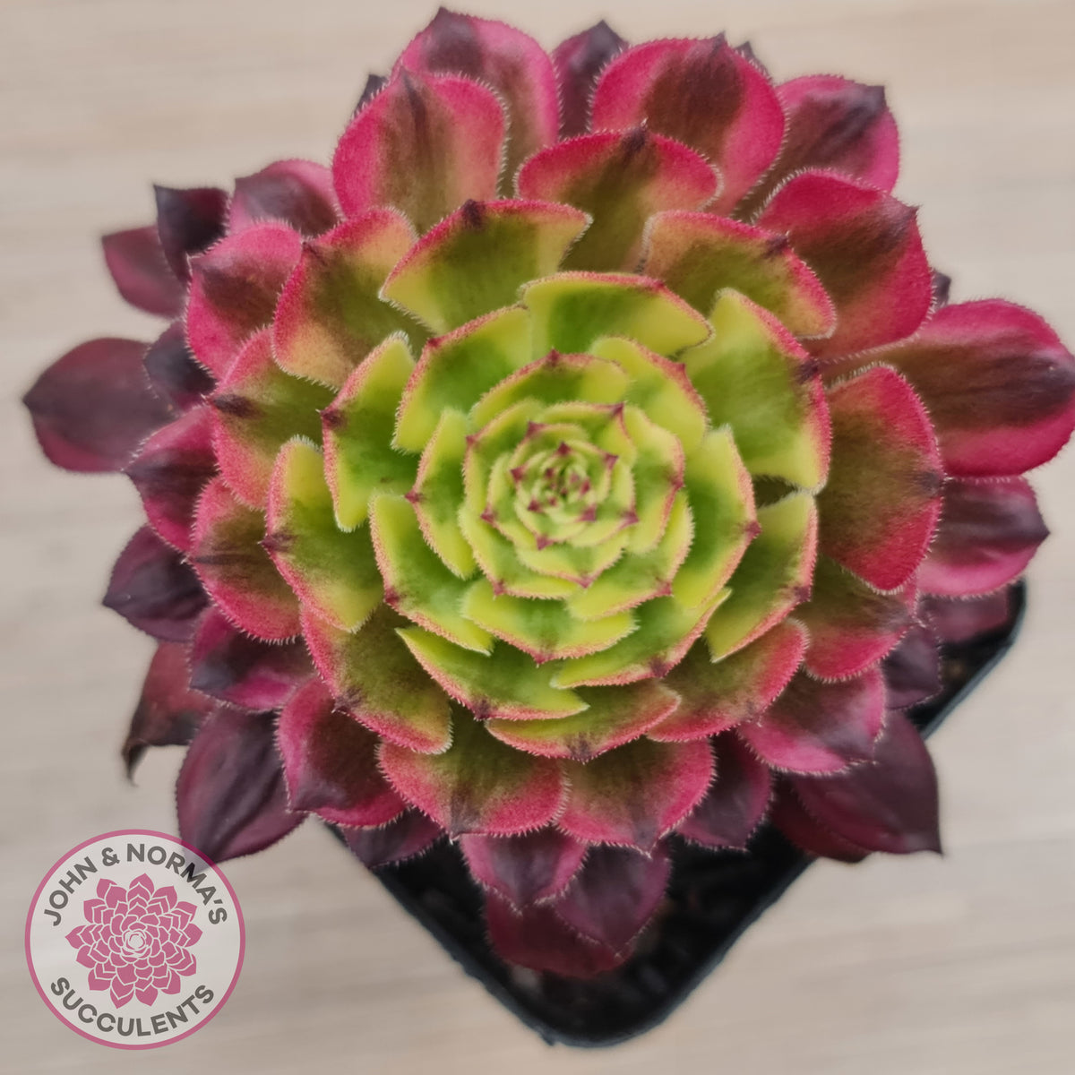 Aeonium Mardi Gras