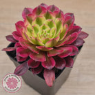 Aeonium Mardi Gras