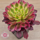Aeonium Mardi Gras