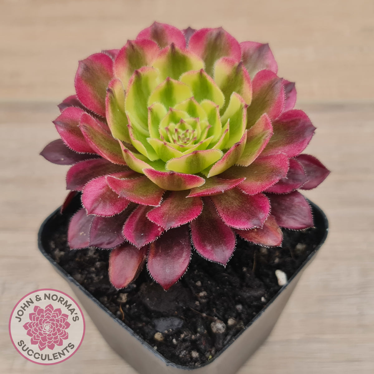 Aeonium Mardi Gras