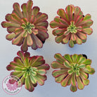 Aeonium Mardi Gras