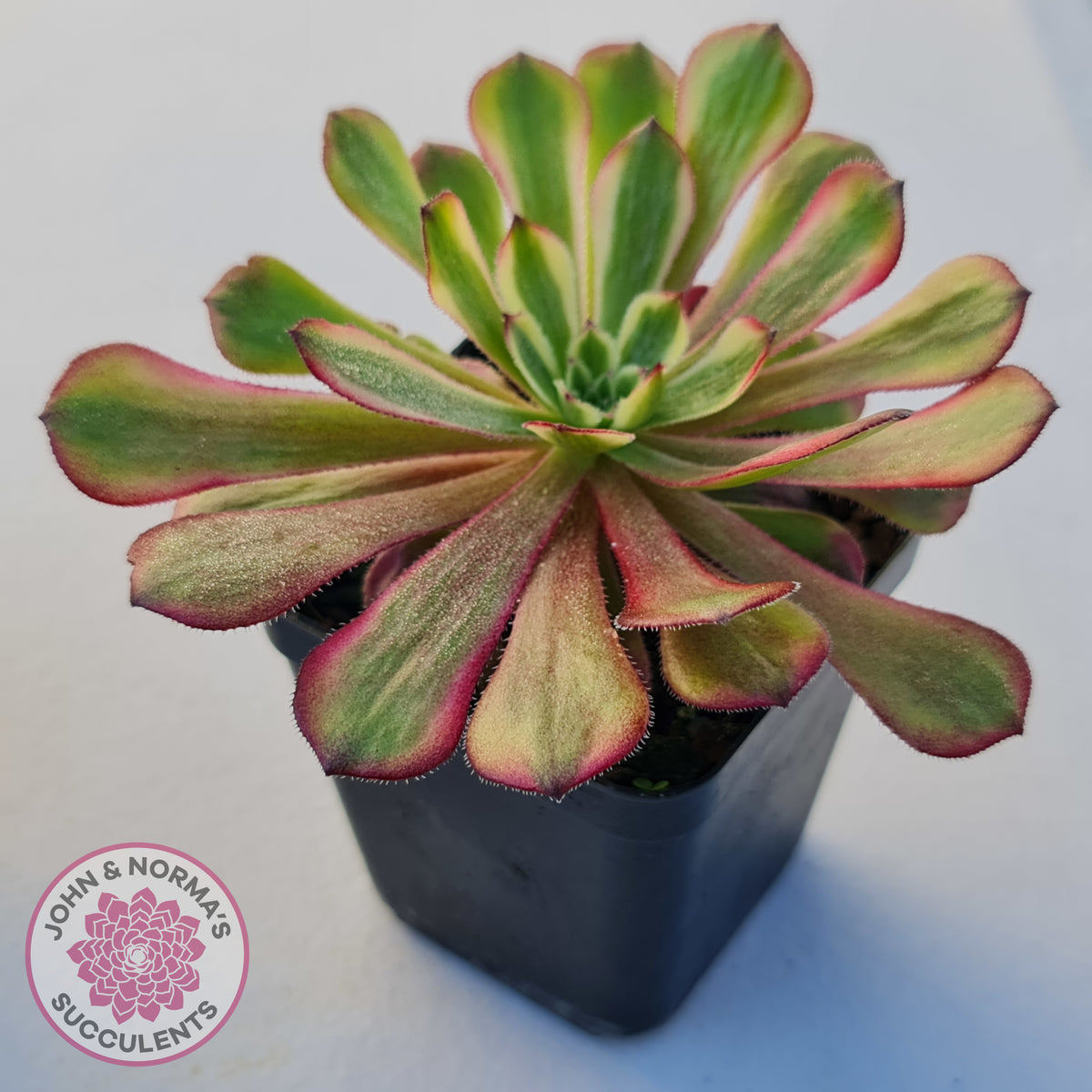 Aeonium Mardi Gras