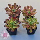 Aeonium Mardi Gras