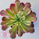 Aeonium Mardi Gras