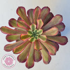 Aeonium Mardi Gras