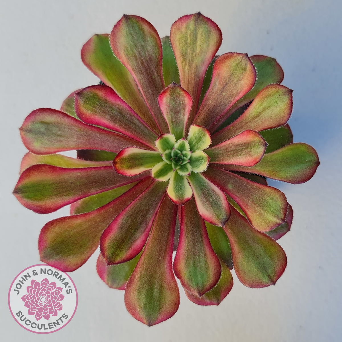 Aeonium Mardi Gras