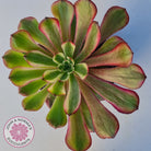 Aeonium Mardi Gras