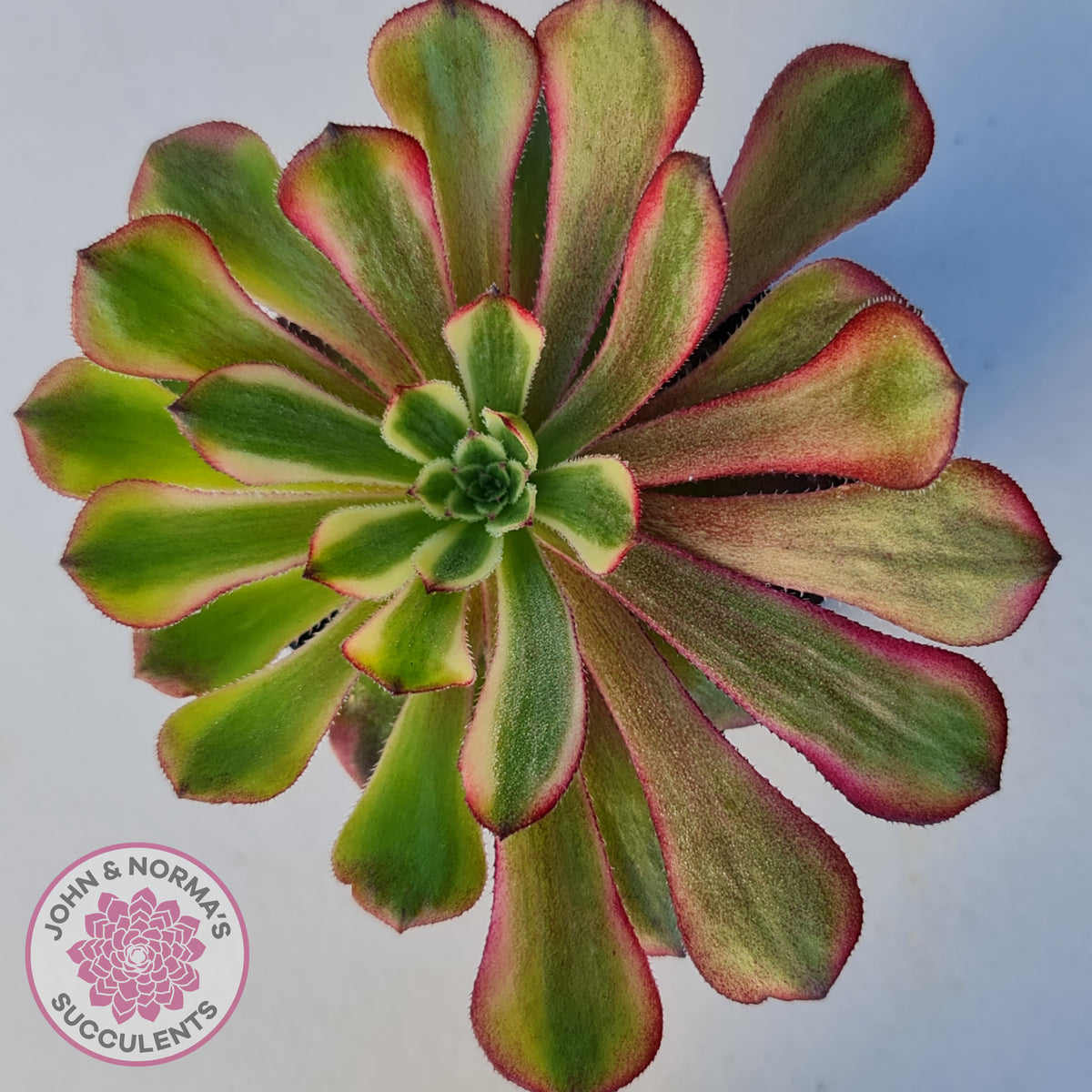 Aeonium Mardi Gras