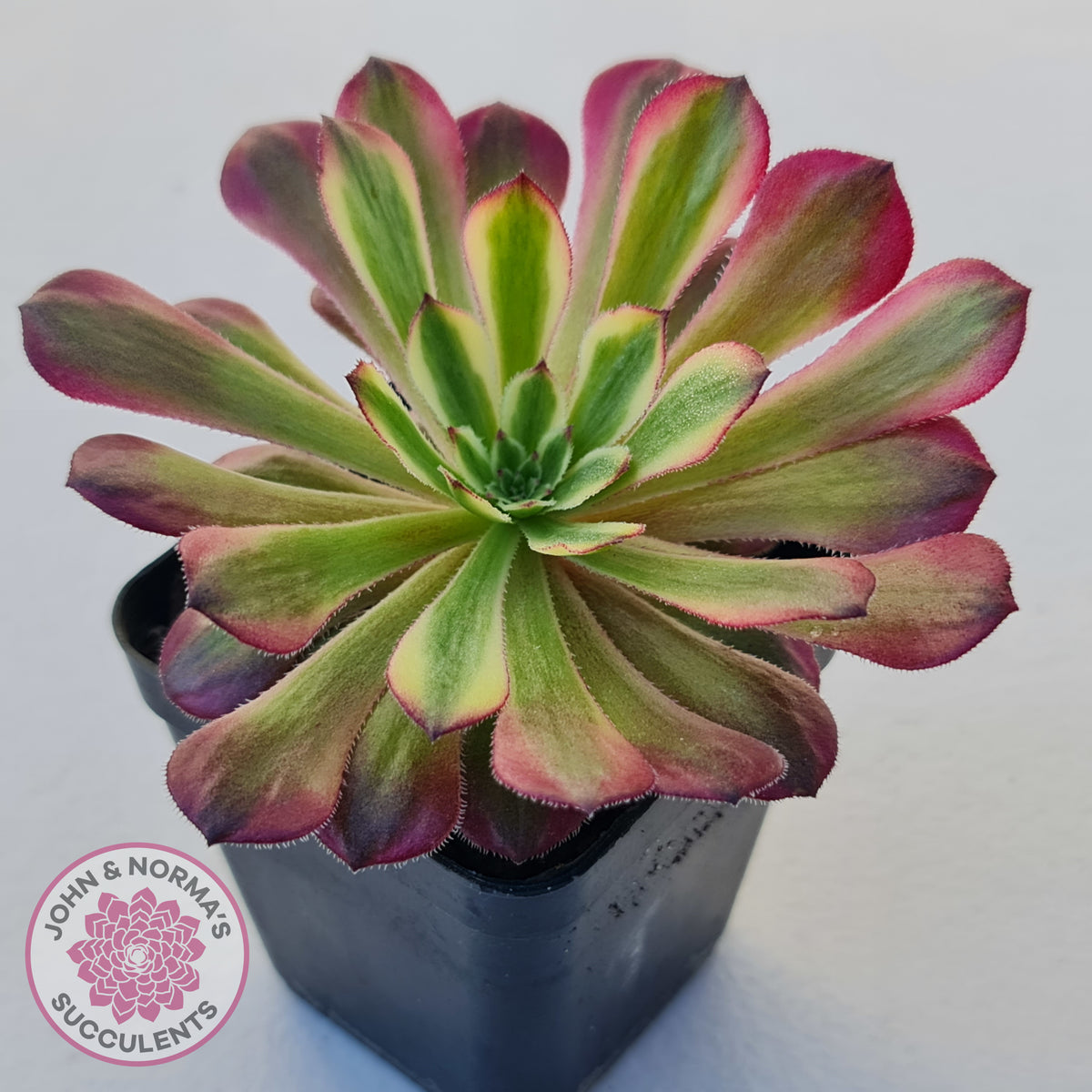 Aeonium Mardi Gras