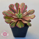 Aeonium Mardi Gras