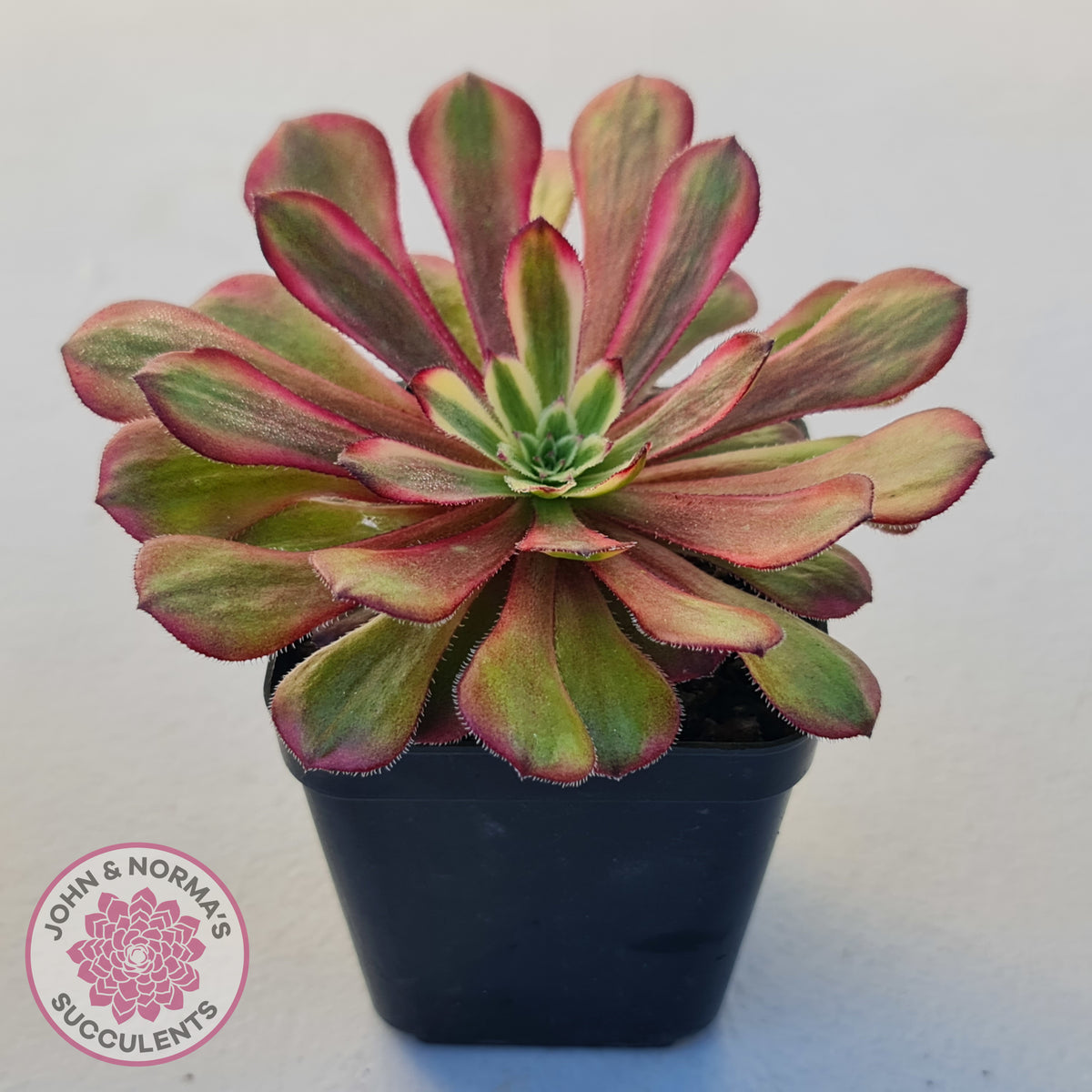 Aeonium Mardi Gras