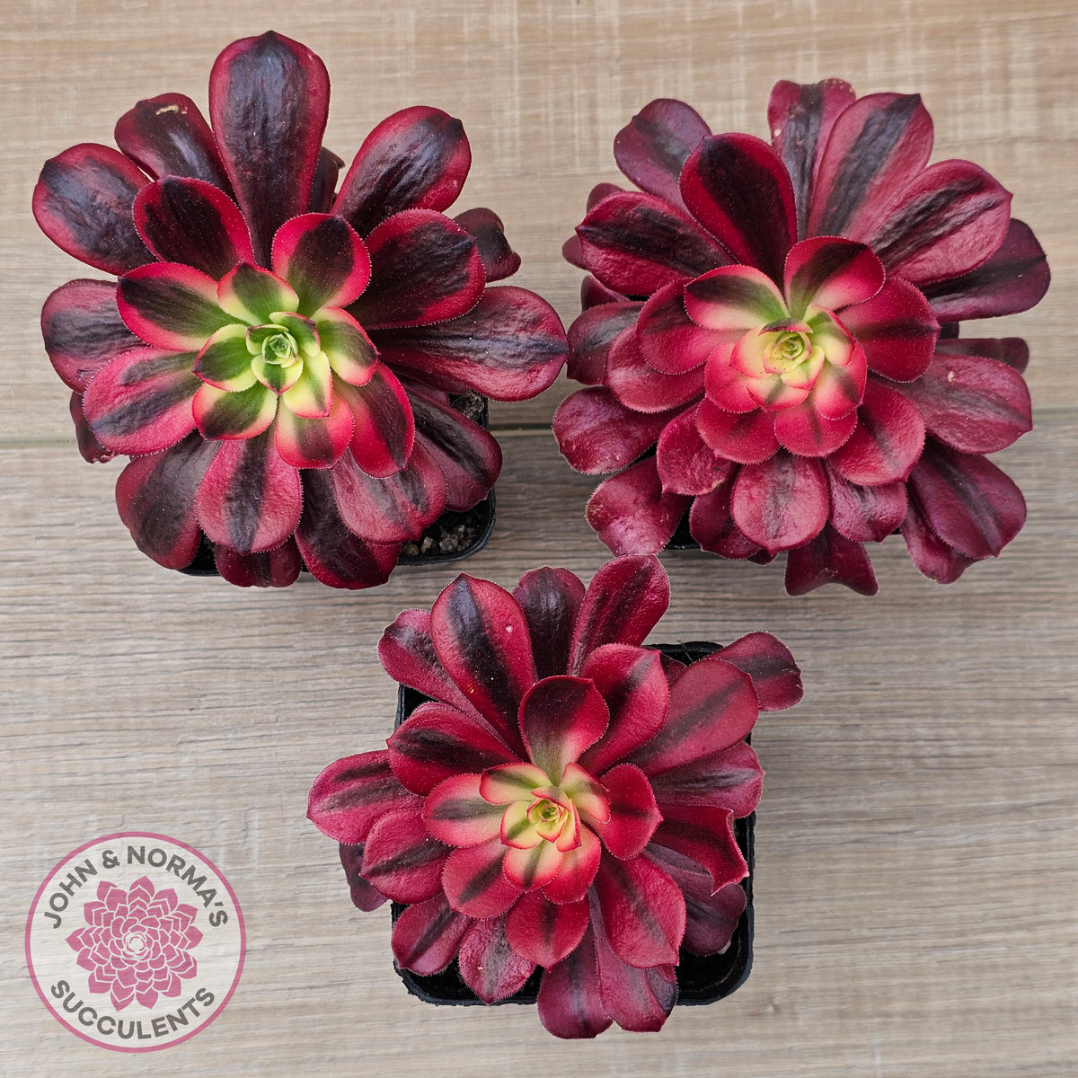 Aeonium 'Medusa'