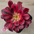Aeonium 'Medusa'