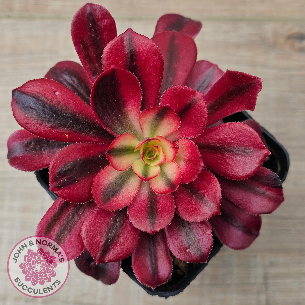 Aeonium 'Medusa'