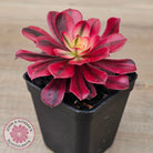 Aeonium 'Medusa'