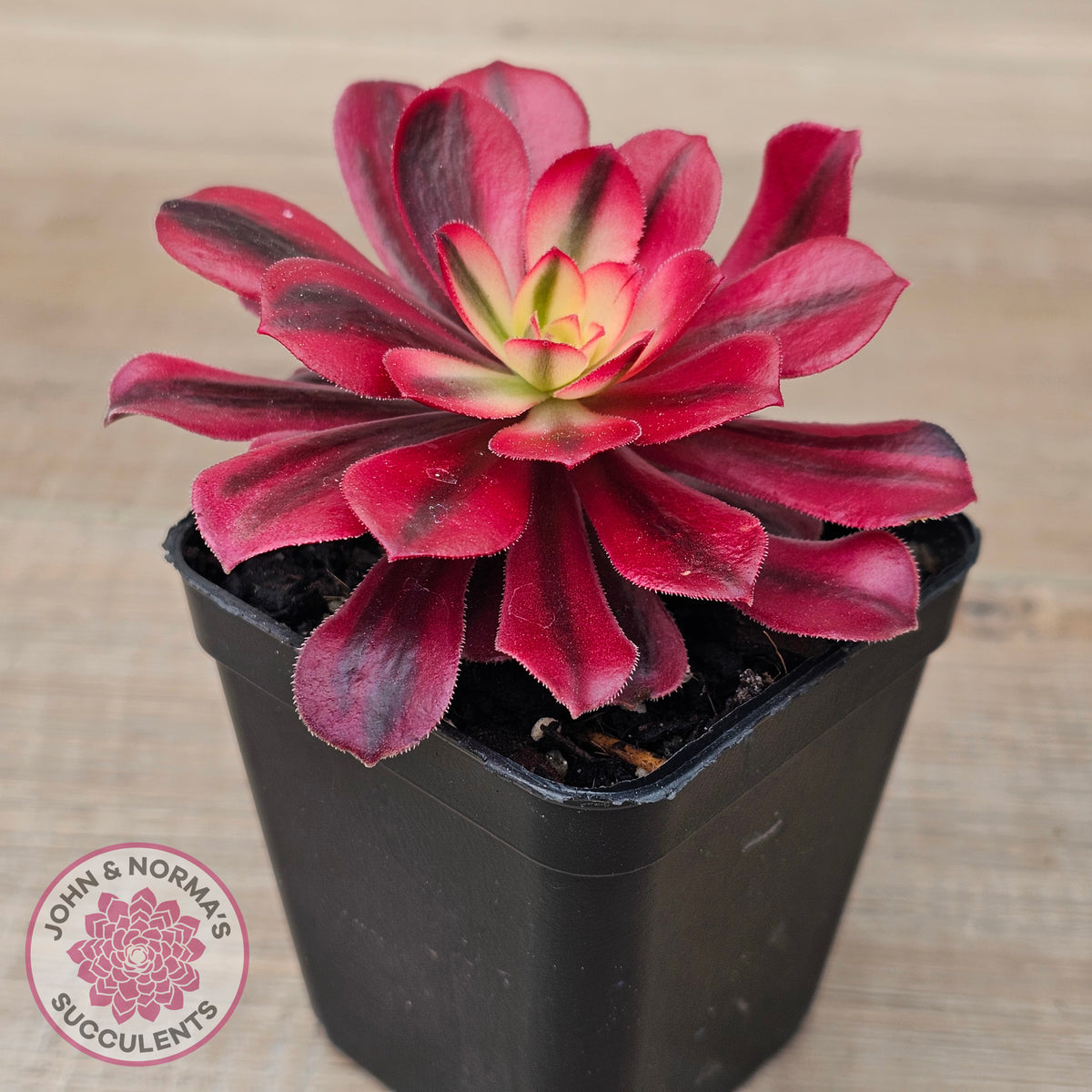 Aeonium 'Medusa'