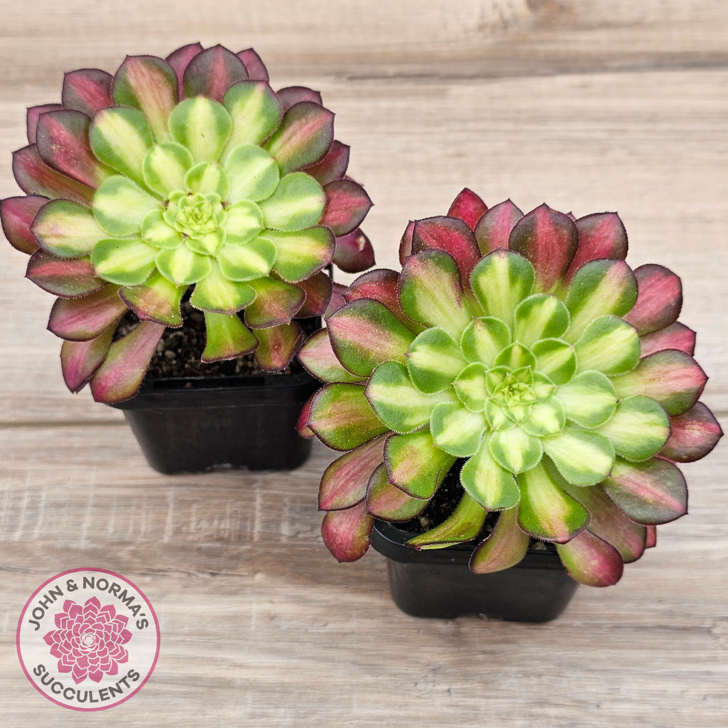 Aeonium 'Picasso'