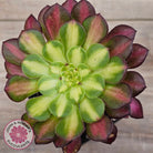 Aeonium 'Picasso'