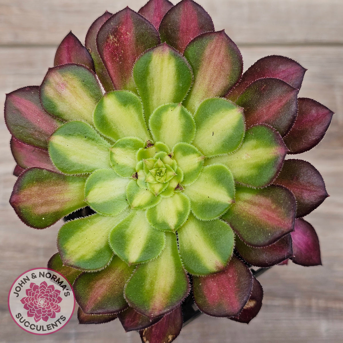 Aeonium 'Picasso'