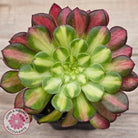 Aeonium 'Picasso'