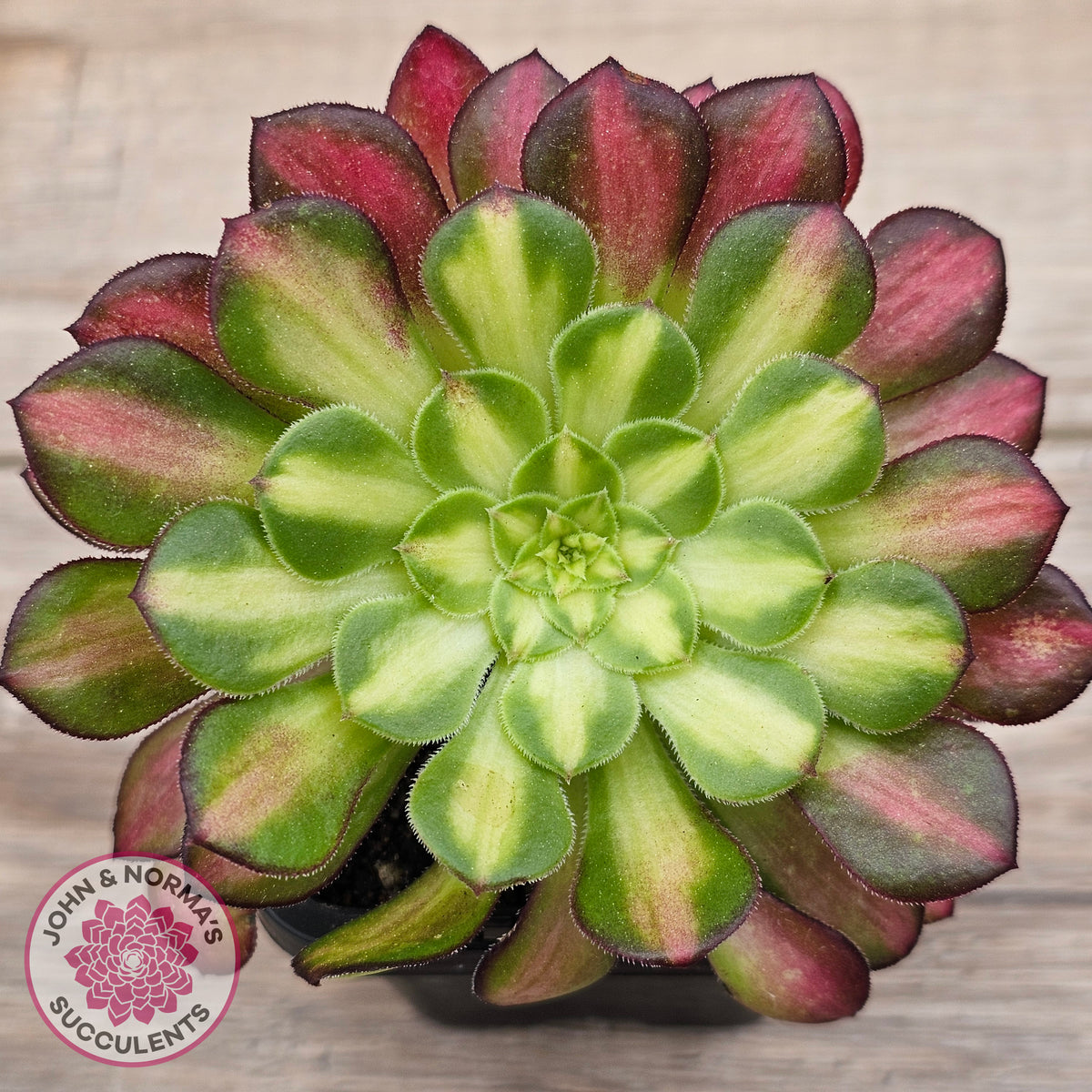 Aeonium 'Picasso'