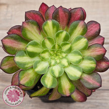 Load image into Gallery viewer, Aeonium &#39;Picasso&#39;
