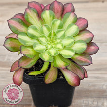 Load image into Gallery viewer, Aeonium &#39;Picasso&#39;
