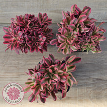 Load image into Gallery viewer, Aeonium &#39;Pink Witch&#39; Crest
