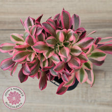 Load image into Gallery viewer, Aeonium &#39;Pink Witch&#39; Crest
