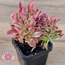 Load image into Gallery viewer, Aeonium &#39;Pink Witch&#39; Crest
